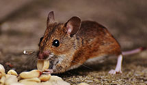 24 Hour & Emergency Exterminators in Woodland Park, IN